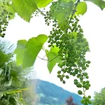 公寓 Sonne Auf Bio-hof *