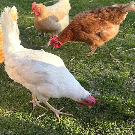 Sonne Auf Bio-hof